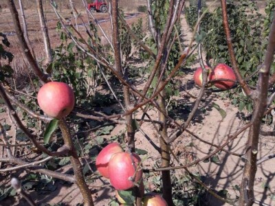 Sertifikovane sadnice voca po povoljnoj ceni!