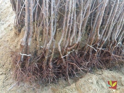 Sertifikovane sadnice voca po povoljnoj ceni!