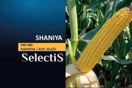 SHANIYA - SelectiS hibrid kukuruza