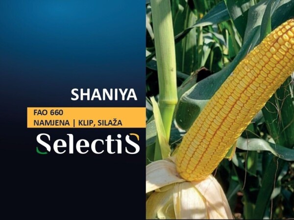 SHANIYA - SelectiS hibrid kukuruza