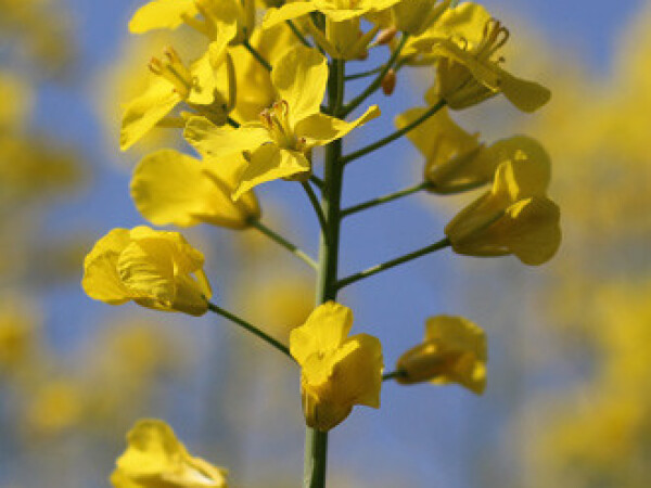 Sidoni CS - Rana i obećavajuća