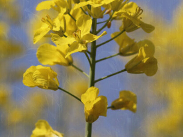 Sidoni SC - uljana repica