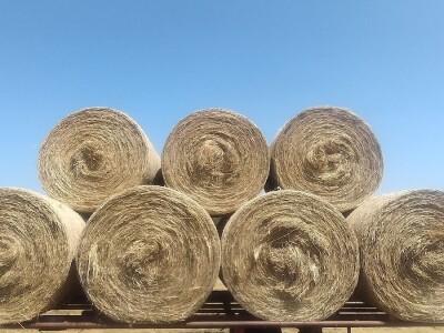 Sijeno u rolo balama