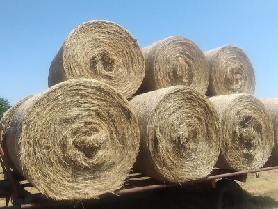 Sijeno u rolo balama
