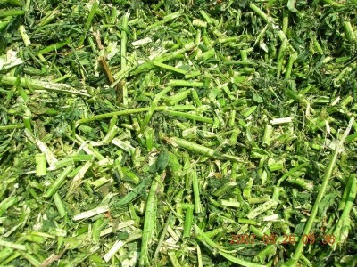 Silko za lucernu - priprema silaže