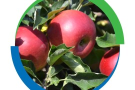 Siva trulež - problem od nicanja do skladišta - Geoxe 50 WG i Switch 62.5 WG