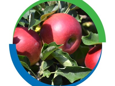 Siva trulež - problem od nicanja do skladišta - Geoxe 50 WG i Switch 62.5 WG