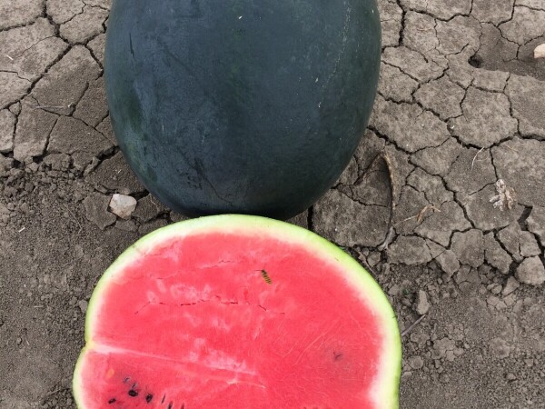 Sjeme lubenice Romeria F1