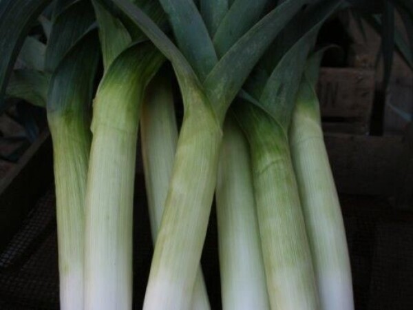 Sjeme poriluka WARWICK F1