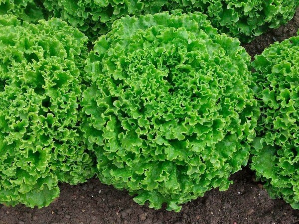 Sjeme zelene salate FRIPONE