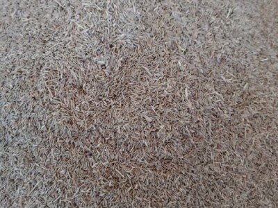 Sjeme talijanskog ljulja - ŠALJEM POŠTOM