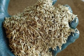 Sjeme talijanskog ljulja - ŠALJEM POŠTOM