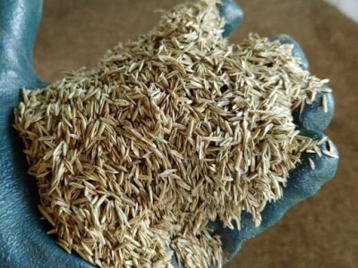 Sjeme talijanskog ljulja - ŠALJEM POŠTOM