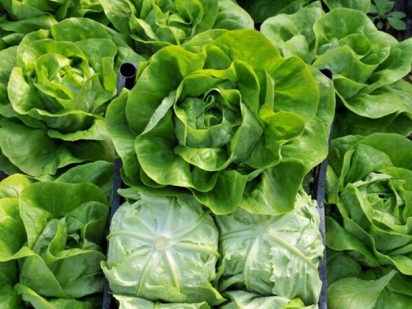 Sjeme zelene salate JUKEBOX