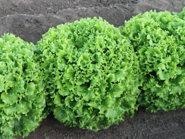 Sjeme zelene salate MIGNONE