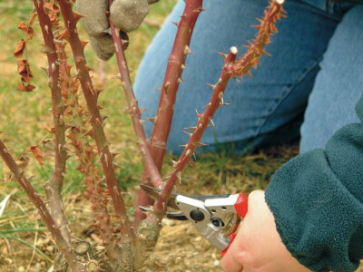 Škare za rezidbu FELCO 10  - za ljevake