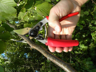 Škare za rezidbu FELCO 12