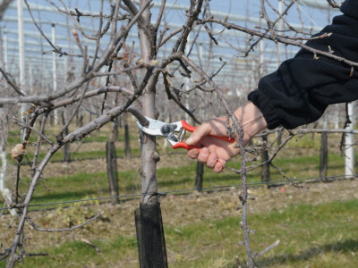 Škare za rezidbu FELCO 2