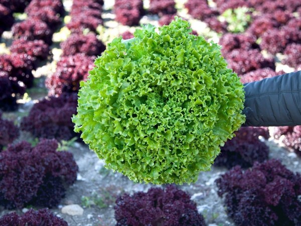 Skeltone sjeme salate