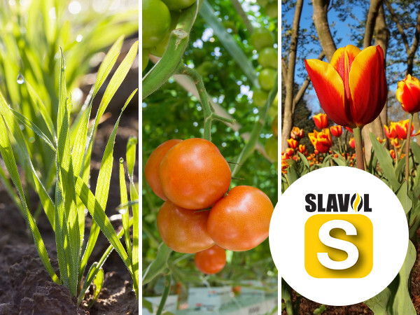 Slavol S - za tretman sjemena ratarskih i povrćarskih kultura te ožiljavanje reznica