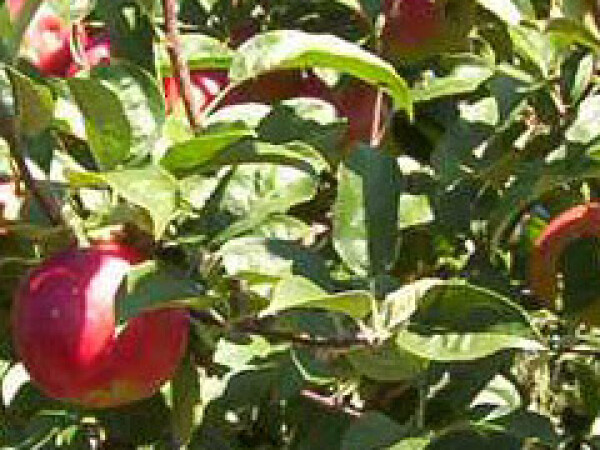 Jabuka - Prima - sadnice