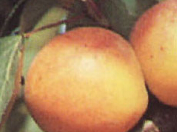 Marelica - Mađarska  najbolja - sadnice