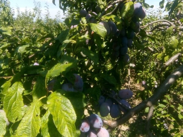 Šljiva, čačanka rodna