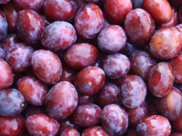 Šljivovica i voćna rakija