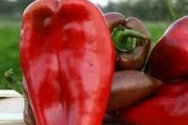 Paprika Slonovo uho 25 gr