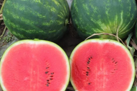 Lubenica Mirza F1 1000 sem