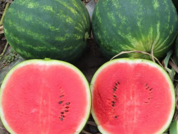 Lubenica Mirza F1 1000 sem