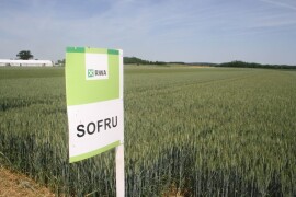 SOFRU – RWA krušna visokoprinosna pšenica, brkulja Ad image