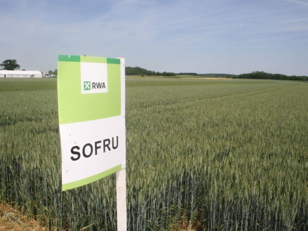 SOFRU – RWA krušna visokoprinosna pšenica, brkulja