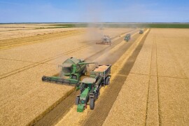 Solenzara – RWA ozima pšenica