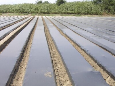 SOTRA CRNA MULCH FOLIJA NG