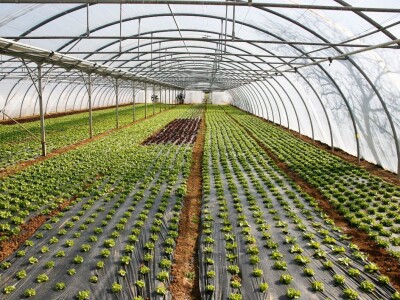 SOTRA CRNA MULCH FOLIJA NG