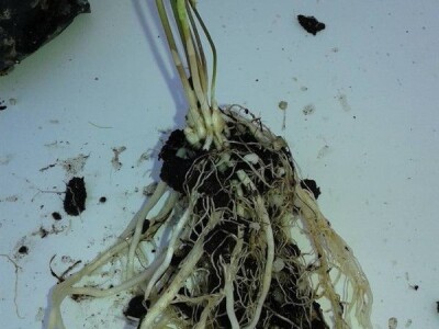 Špargla koren jednogodišnji