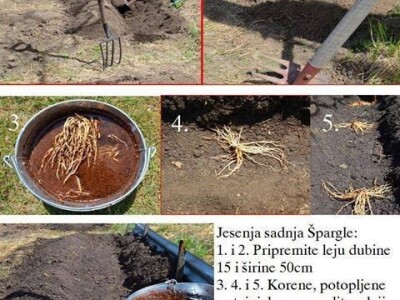 Špargla koren jednogodišnji