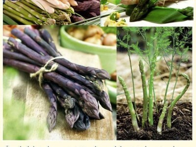 Špargla koren jednogodišnji