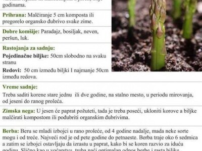 Špargla koren jednogodišnji