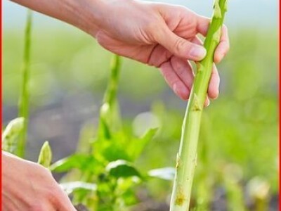 Špargla koren jednogodišnji