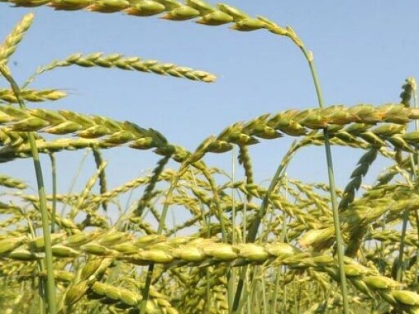 Pir ozimi MARTONGOLD