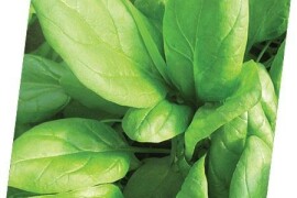 Špinat EL LUCIO 100.000 SJ