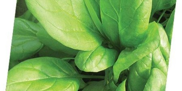 Špinat EL LUCIO 100.000 SJ - Sjemenska roba - Poljoprivredni oglasnik ...