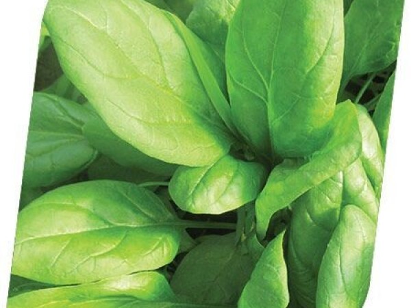 Špinat EL LUCIO 100.000 SJ