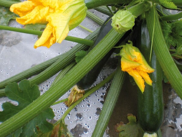 Sjeme tikvice BLACK STAR F1