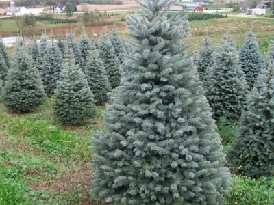 Igličaste Sadnice Čileanski Bor Araucaria Cedar Libanonski Himalajski Pendula  Bor Nordijska Jela Srebrna Zelena Tisa Taxus Pinus Pinija Crni Bijeli Bor