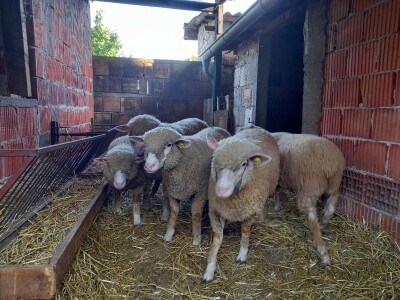 Stado ile de france na prodaju