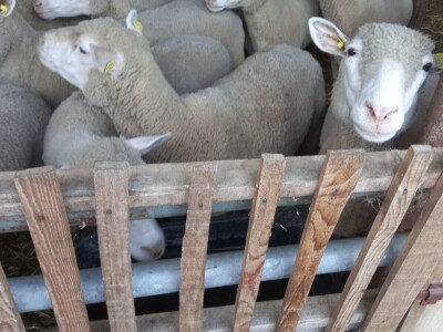 Stado ile de france na prodaju