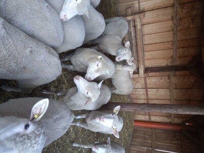 Stado ile de france na prodaju